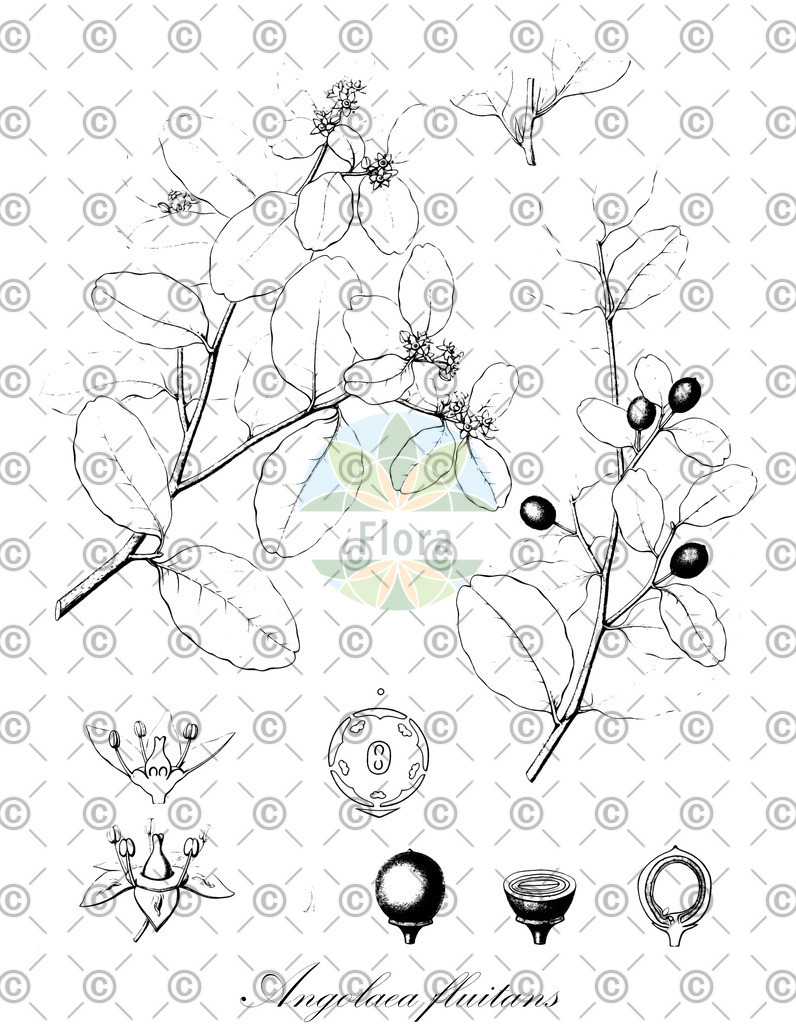 HistAbb_wfo-0000536542_477_ENZY_Simple | Historische Abbildung von Angolaea fluitans - Podostemaceae | Historical Illustration of Angolaea fluitans - Podostemaceae