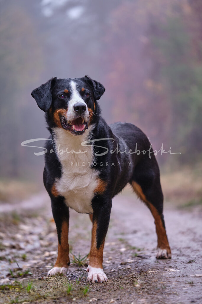 "Ebby" | People- und Tierfotografie, Imageaufnahmen, Veranstaltungsfotografie und Wandbilder aus der Natur ★ Made in Germany ✔️ Druck + Downloads ✔️ Naturfotografie in Top Qualität ★ schneller Versand, weltweite Lieferung! - Realisiert mit Pictrs.com