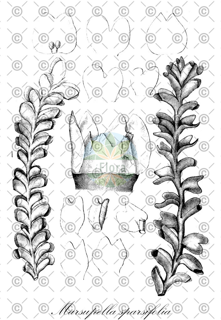 HistAbb_wfo-0001200864_1_ENZY_Simple | Historische Abbildung von Marsupella sparsifolia - Gymnomitriaceae | Historical Illustration of Marsupella sparsifolia - Gymnomitriaceae