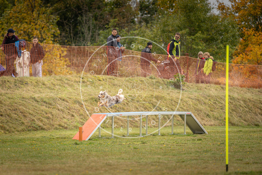 Pfotenfotografie_DV3A2549 | Hundefotografie, Tierfotograf, Pfotenfotografie, Fotoshooting Hund, Hunde Portrait, Hundesport, Hundeportraits, Heideshooting, Hunde, Sportfotograf, Hundefotograf, Turnierhundsport, THS,  - Realisiert mit Pictrs.com
