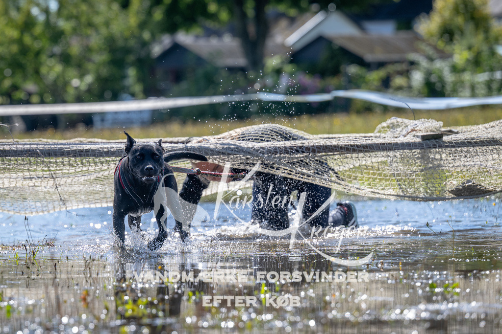 1256_ZZ90085 | kk-dogfotos