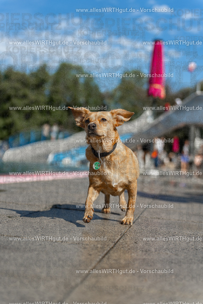 Hundeschwimmen_Volksbad_2026-allesWIRTHgut_Tierfotografie-2609061202-111237-7R500118 | Professionelle Tierfotografie in Mönchengladbach von Daniel Wirth (allesWIRTHgut). Liebevolle & natürliche Bilder von Hunden & Katzen für unvergessliche Erinnerungen.