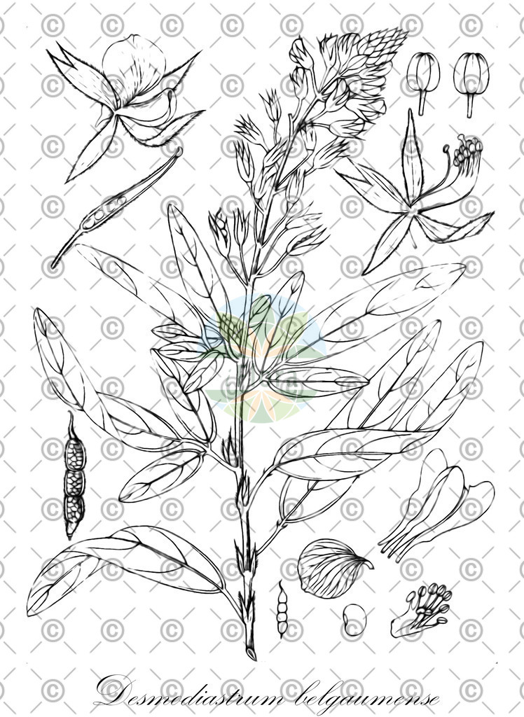 HistAbb_wfo-0000941973_1_ENZY_Simple | Historische Abbildung von Desmodiastrum belgaumense - Fabaceae | Historical Illustration of Desmodiastrum belgaumense - Fabaceae