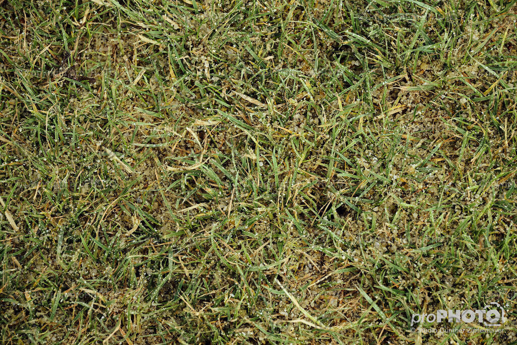 202507_Rernböck-Rasen_NZ9_1170 | proPHOTO - Realisiert mit Pictrs.com