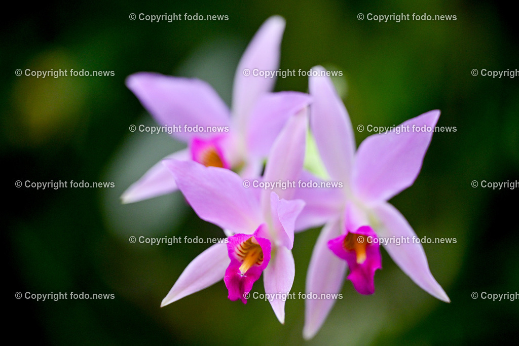Botanischer Garten Linz_ Orchideen_ 21.01.2025-9 | 21.01.2025, Botanischer Garten Linz, AUT, Orchideen, im Bild Orchidee, Blume, Bluete, Pflanze, Tropenhaus, tropisch, Farbe, exotisch, bunt, Flora, Natur, Feature, Symbolbild