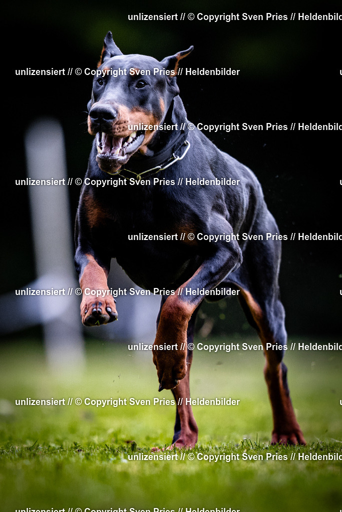 Sven Pries | 2025-10-03 - Hunderennen Obergrombach - Realisiert mit Pictrs.com