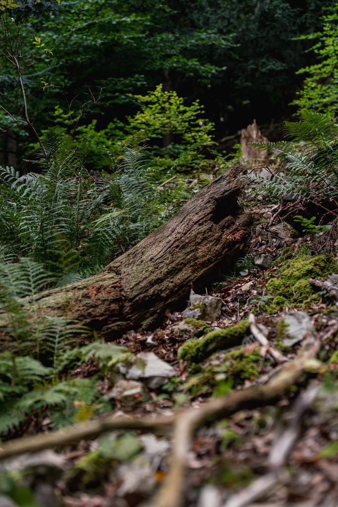 ZD250916095243 | Fotoshop von zweidimensional Fotografie. Ihr Fotograf im Aargau. Abzüge von Ihrem Fotobox Event bestellen.Abzüge von Ihrem Hochzeit bestellen.Abzüge von Ihrem Schulfotograf bestellen.