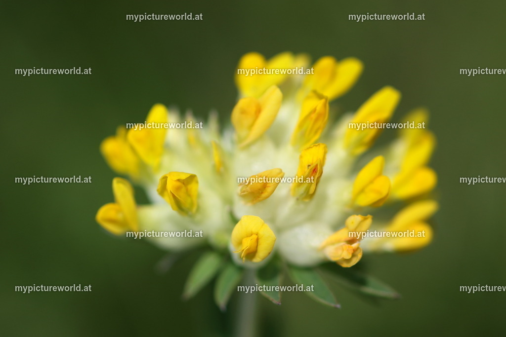 Echter Wundklee-003 | Das Bilderarchiv über Tiere, Planzen und Landschaften. In der Bilddatenbank finden Sie ein große Auswahl an hochwertigen Bilder für Ihre Werbung - Realized with Pictrs.com