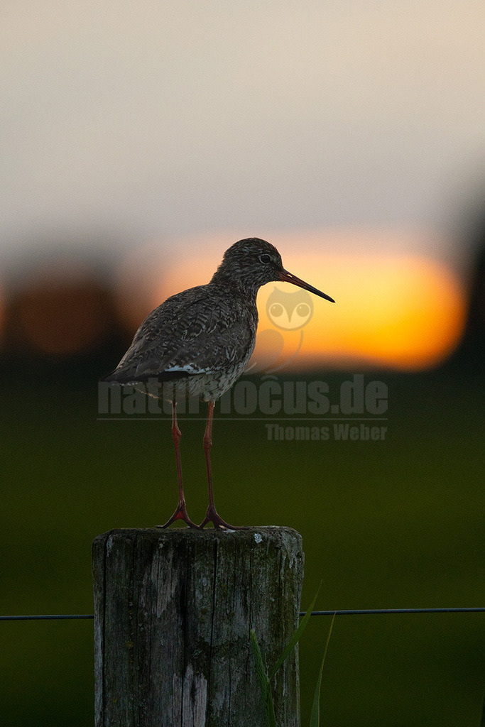 R6NF9478_20240612 | Der Rotschenkel (Tringa totanus) ist eine Vogelart aus der Familie der Schnepfenvögel (Scolopacidae). Er ist ein Brutvogel über weite Bereiche Eurasiens. Zu seinem Lebensraum gehören die mediterrane bis boreale Zone, und er kommt in Asien auch in Steppen- und Wüstengebieten vor. In Mitteleuropa sind Schwerpunkte seiner Verbreitung die Küsten und das küstennahe Tiefland. Im Binnenland kommt er nur inselartig in kleinen Populationen vor und im Süden Mitteleuropas ist er auf Restvorkommen reduziert. - Realisiert mit Pictrs.com