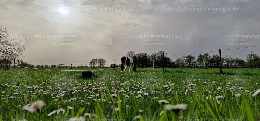 20240408_181429 | Marc Bartmann - Fotografie Schriesheim - Realisiert mit Pictrs.com