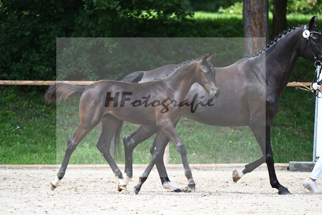 Kat-Nr. 4 SF Kjento_Schwarz GbR_25230455 | hf-fotografie - Realisiert mit Pictrs.com