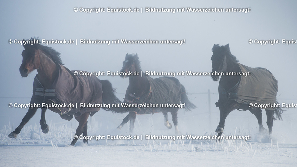 20160118_Herde_im_Schnee_0001 | equistock