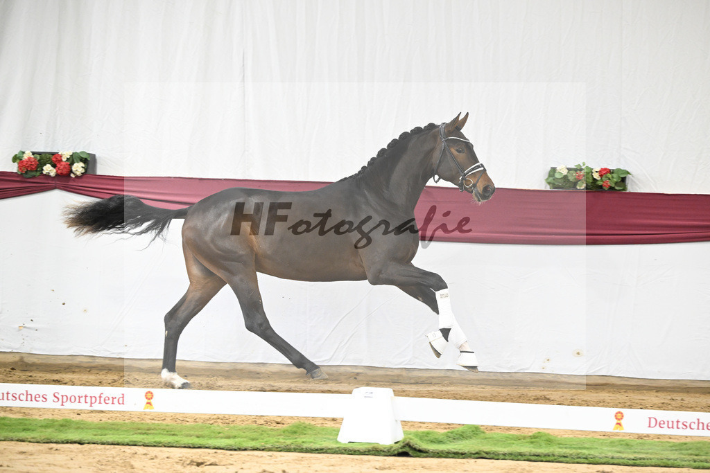 Kat-Nr. 139 Escolar x Rubin-Royal_2M2 Horese I Bastad AB_47250317 | hf-fotografie - Realisiert mit Pictrs.com