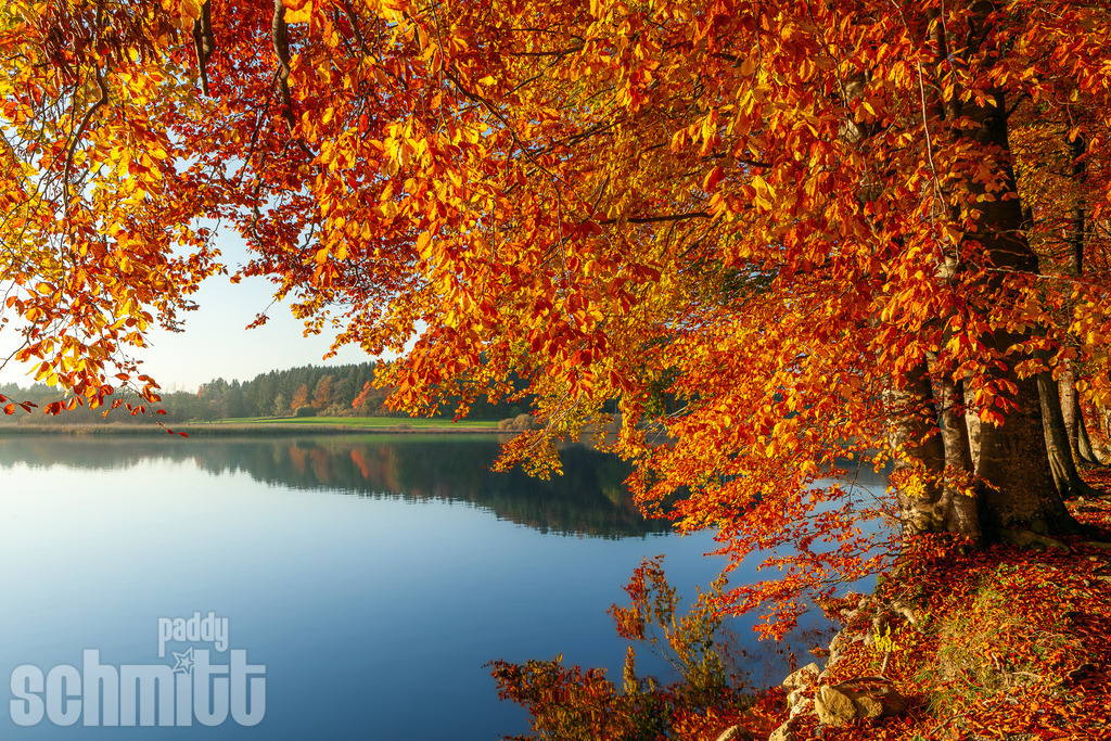Bunte Herbststimmung am Holzmühle-Weiher bei Immenried | Bunte Herbststimmung am Holzmühle-Weiher bei Immenried, wo sich die leuchtenden Farben der Bäume malerisch im ruhigen Wasser spiegeln. Ein stiller Moment voller Wärme und natürlicher Schönheit. - Realisiert mit Pictrs.com