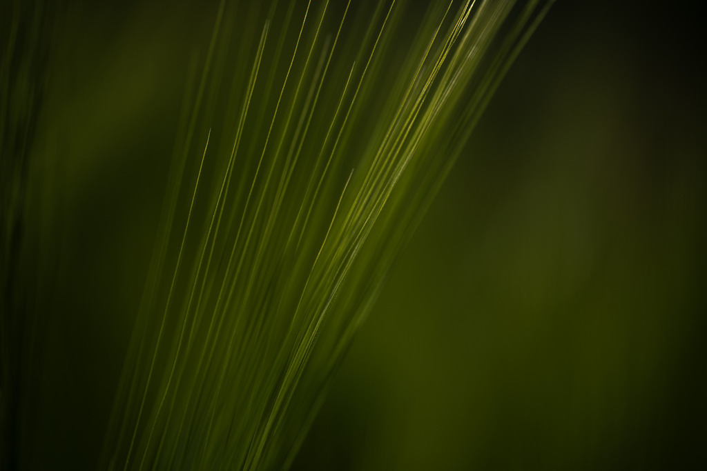 Gerste | Makroaufnahme mit Nikon ZF, AF-S Micro Nikkor 105mm f2.8