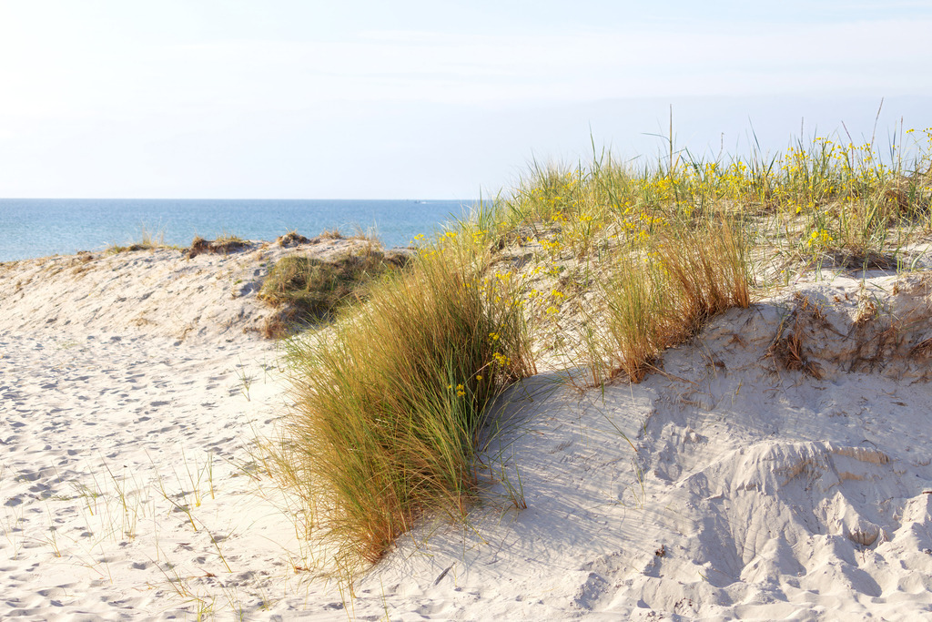 Wandbild: Zwischen Dünen und Meer | Dieses Wandbild zeigt Strandhafer und gelbe Wildblumen, die auf einer sonnigen Düne wachsen und den Blick sanft Richtung Ostsee lenken. Der helle Sand, das klare Blau des Meeres und der weite Himmel schaffen eine freundliche, sommerliche Atmosphäre. Die natürliche Vegetation verleiht dem Motiv Tiefe und Lebendigkeit, während die ruhige See im Hintergrund für maritime Gelassenheit sorgt. Die Komposition wirkt leicht, warm und typisch norddeutsch – ein Moment, der die stille Schönheit der Küstenlandschaft einfängt. Ein Wandbild, das natürliche Klarheit und sommerliche Küstenruhe in jeden Raum bringt. - Realisiert mit Pictrs.com