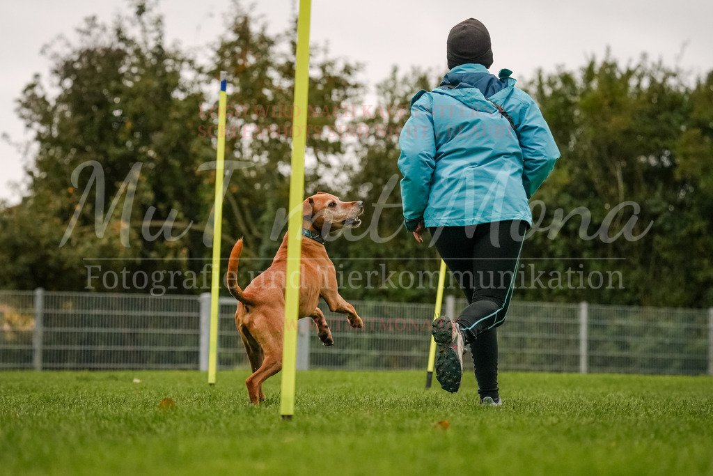 20251005_THS_Turnier-536 | MuT (Mensch und Tier) mit Mona - Fotografie und Tierkommunikation - Realisiert mit Pictrs.com