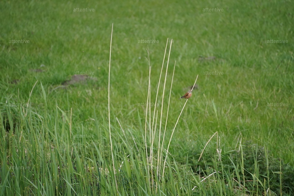 Bluthänfling im Wind | Fehmarn, Deutschland - Realisiert mit Pictrs.com