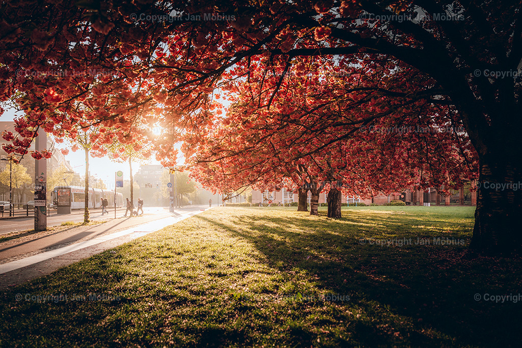 _DSC1823 | Leipzig Wandbilder Drucke Prints Leinwand Stadtmotive Leipzig Fotosdruck Kunstdrucke Bilder Leipzig Stadtansichten Acrylglasbilder Leipzig Wanddeko Fine Art Prints Wandbilder Büro Leipzig Bilder Praxis Zuhause Bilderdruck Poster Posterlounge Kunstdrucke - Realisiert mit Pictrs.com