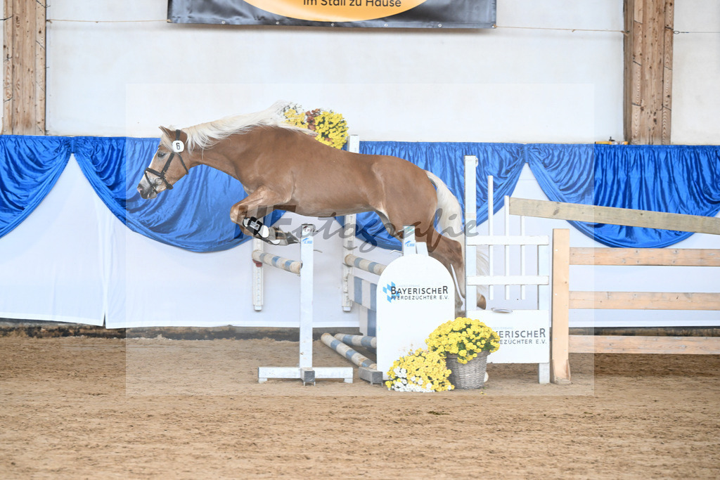 Kat-Nr. 6 nn v. Steingold_Zuchtstaette Isarblick Dressler_48250151 | hf-fotografie - Realisiert mit Pictrs.com