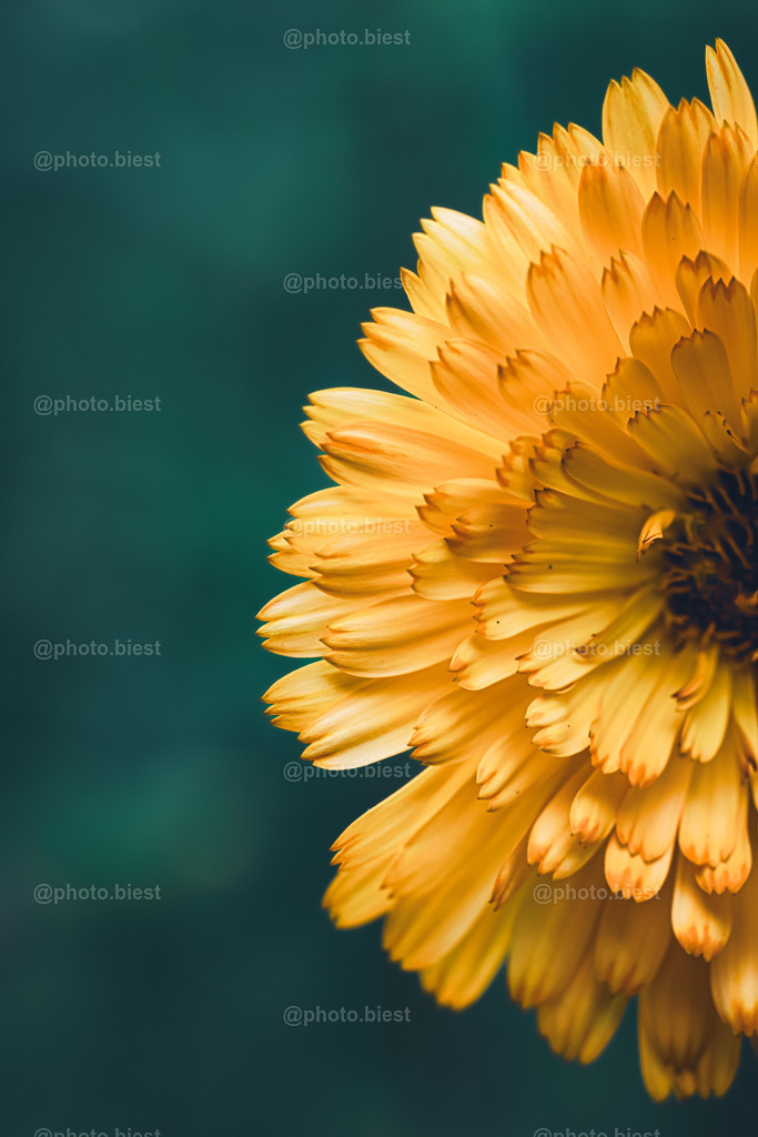 Ring of Fire | Eine Blüte der Ringelblume. - Realisiert mit Pictrs.com