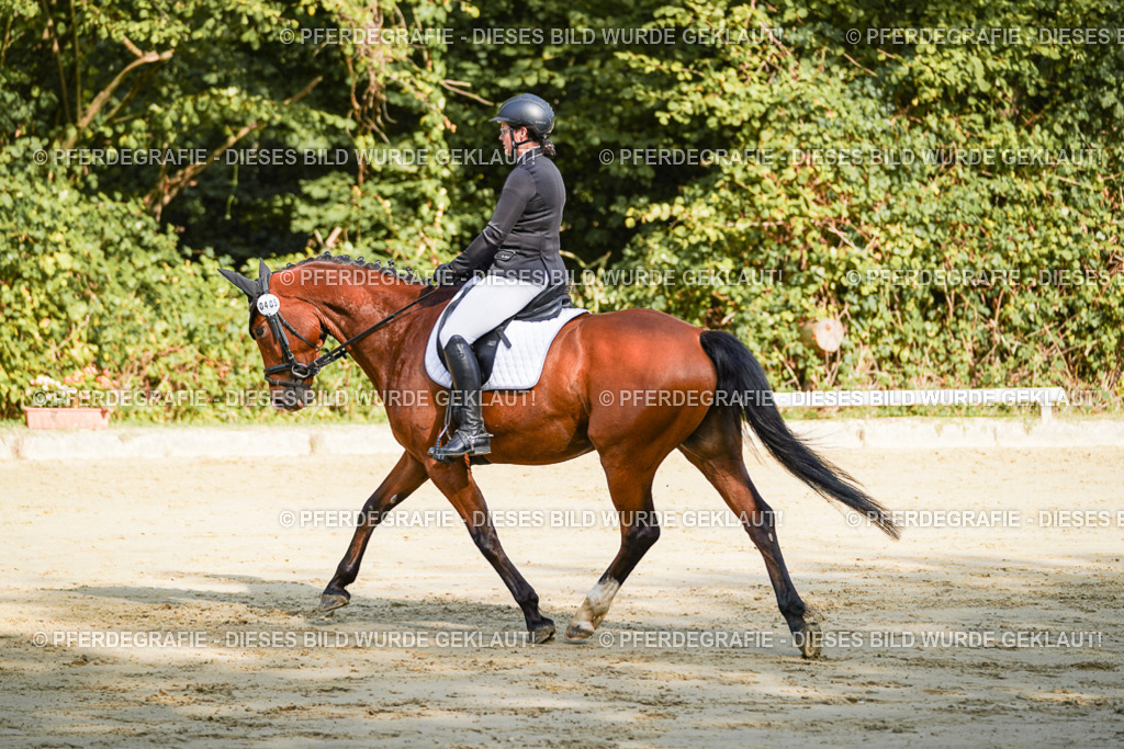 DSC08307 | Pferdegrafie