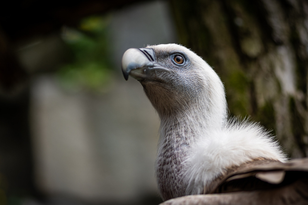 _DSC2727 | kaefersammler_roy - Realisiert mit Pictrs.com