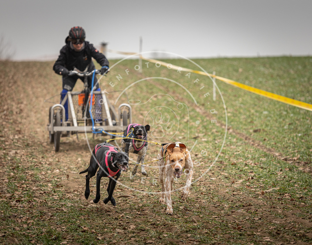 Pfotenfotografie_DV3A4520 | Hundefotografie, Tierfotograf, Pfotenfotografie, Fotoshooting Hund, Hunde Portrait, Hundesport, Hundeportraits, Heideshooting, Hunde, Sportfotograf, Hundefotograf, Turnierhundsport, THS,  - Realisiert mit Pictrs.com