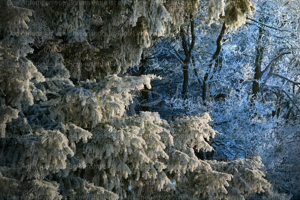 Wandbild Wintestimmung | People- und Tierfotografie, Imageaufnahmen, Veranstaltungsfotografie und Wandbilder aus der Natur ★ Made in Germany ✔️ Druck + Downloads ✔️ Naturfotografie in Top Qualität ★ schneller Versand, weltweite Lieferung! - Realisiert mit Pictrs.com
