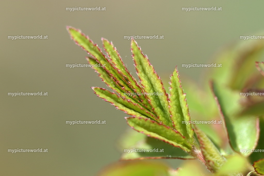 Hundsrose-012 | Das Bilderarchiv über Tiere, Planzen und Landschaften. In der Bilddatenbank finden Sie ein große Auswahl an hochwertigen Bilder für Ihre Werbung - Realisiert mit Pictrs.com