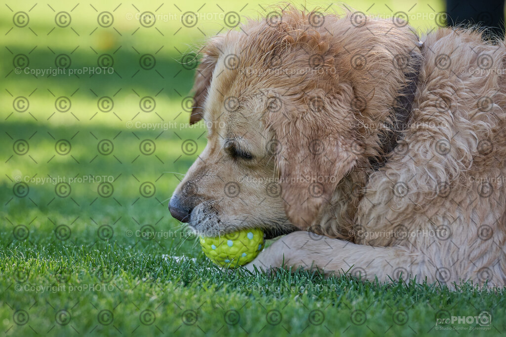 068_202509_4Hundebadetag_NZ9_2317 | proPHOTO - Realisiert mit Pictrs.com