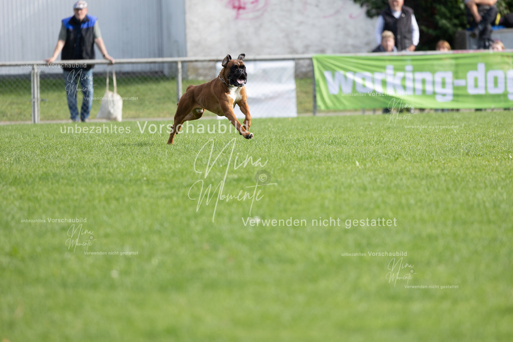 _16A5398 | Einzigartige Fotos von Hunden & Menschen –Actionfotos, Portraits, Vereinsaufnahmen & Paarshootings – authentisch, lebendig & mit Herz.