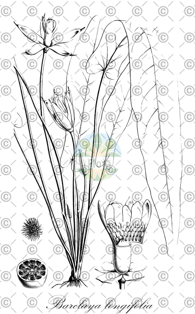 HistAbb_wfo-0000560117_1_ENZY_Simple | Historische Abbildung von Barclaya longifolia - Nymphaeaceae | Historical Illustration of Barclaya longifolia - Nymphaeaceae