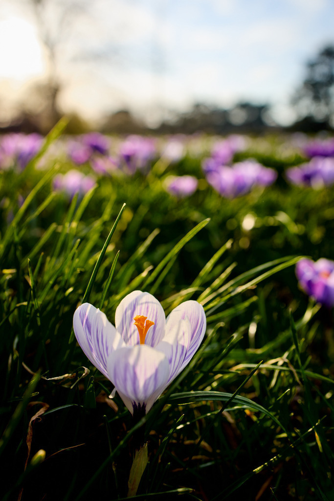 Krokusse II | kleinen-fotografie