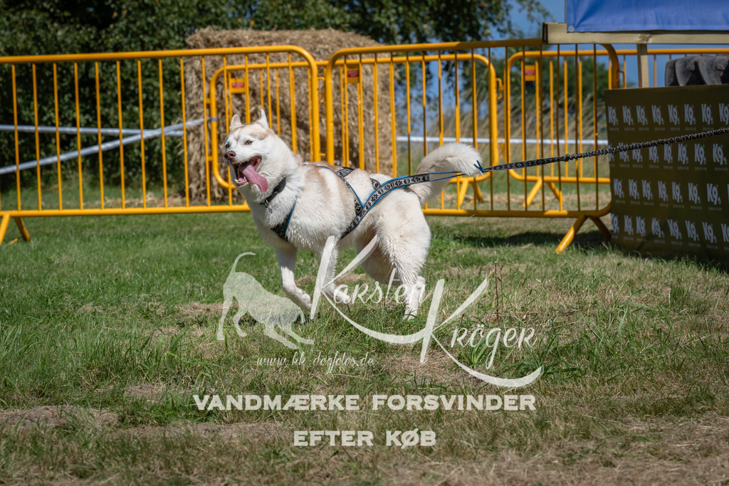 1259_ZZ97778 | kk-dogfotos