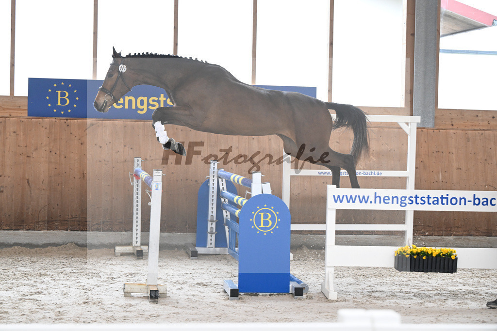 Kat-Nr. 41 Sera Delta v. Dourkhan Hero Z_Vogelgut_14260054 | hf-fotografie - Realizzato con Pictrs.com