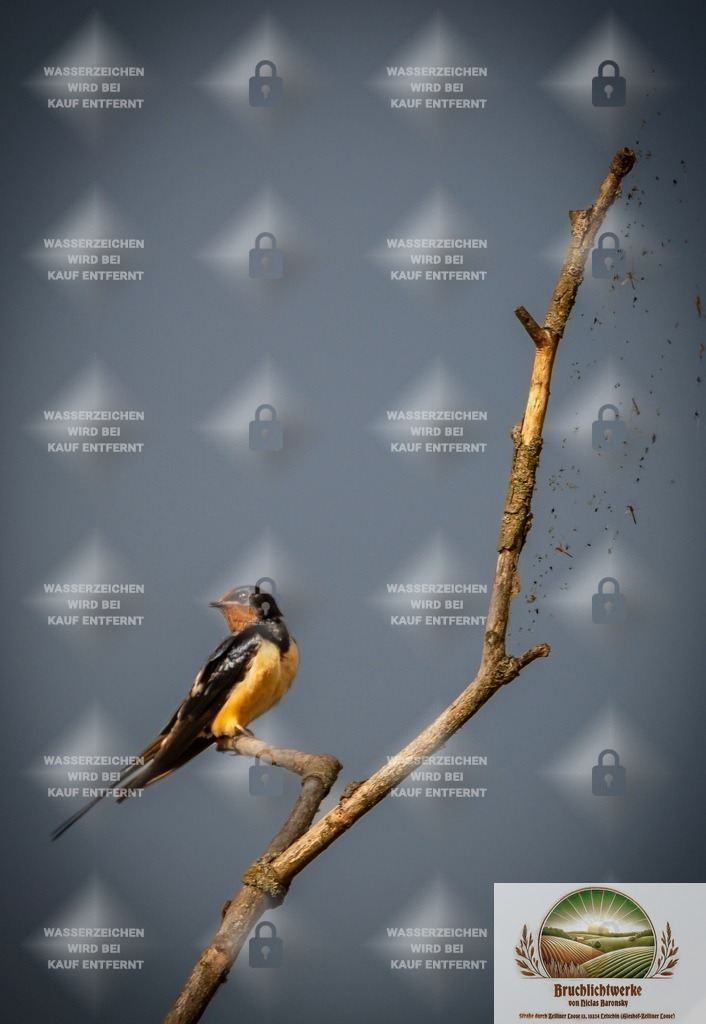 Rauchschwalbe | Professioneller Fotograf mit 10 Jahren Erfahrung. Landschafts- und Hochzeitsfotografie im Oderbruch. Workshops und beeindruckende Bilder für besondere Momente.