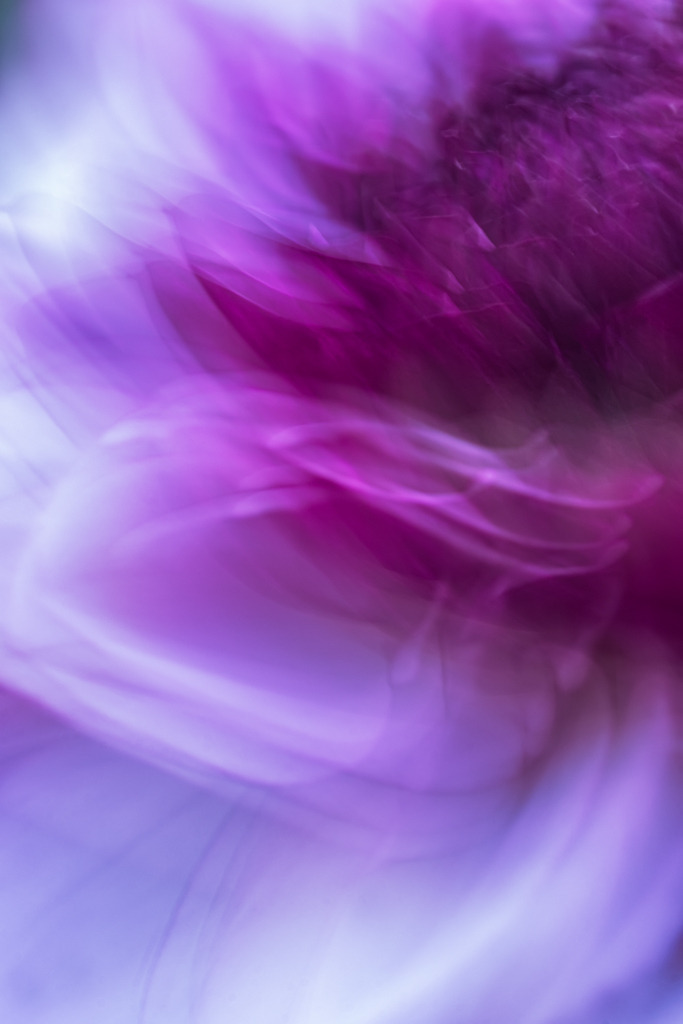 Abstraktes Makroportrait einer violetten Seerosen-Dahlie | Best. Nr. d_2020_06_1071 - Realisiert mit Pictrs.com