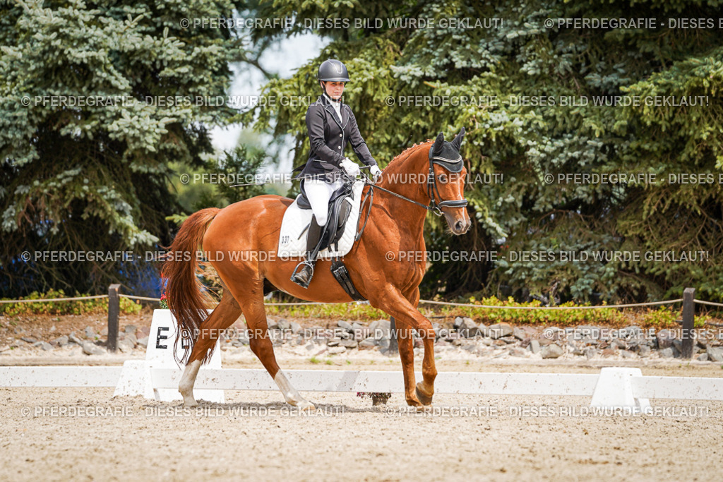 DSC03945 | Pferdegrafie