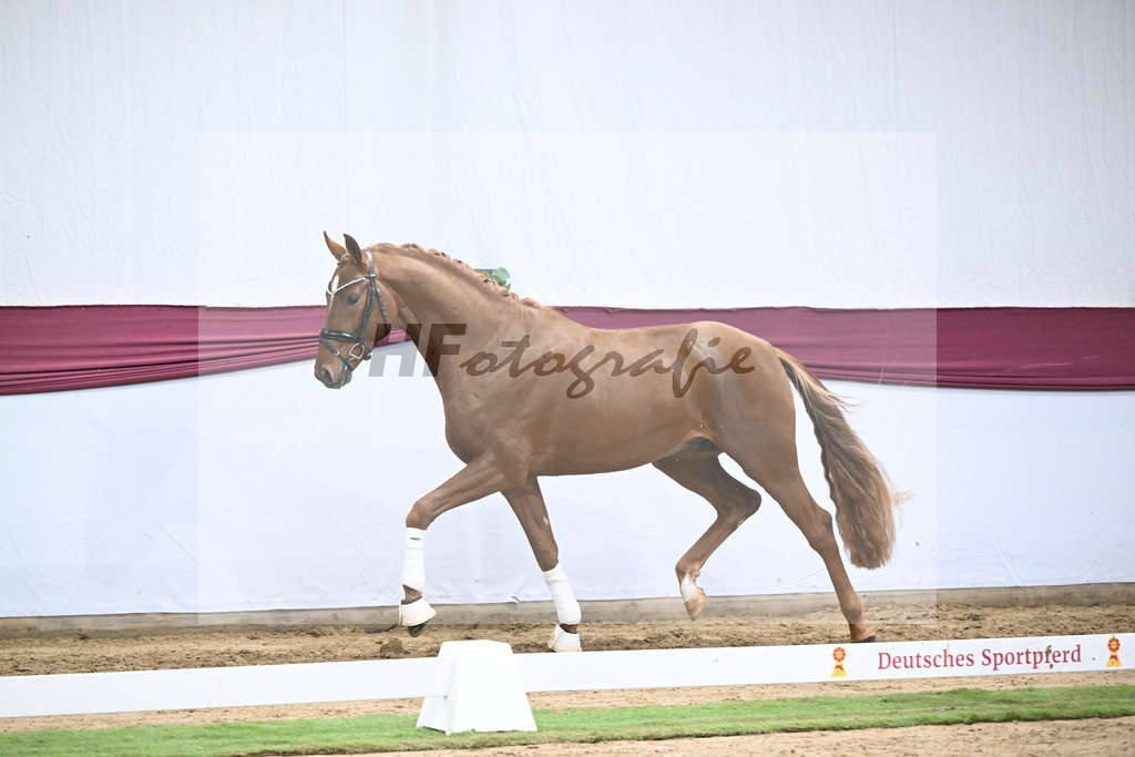 Kat-Nr. 132 Donier x Sir Alfred_Christian Kraus_47254450 | hf-fotografie - Realisiert mit Pictrs.com