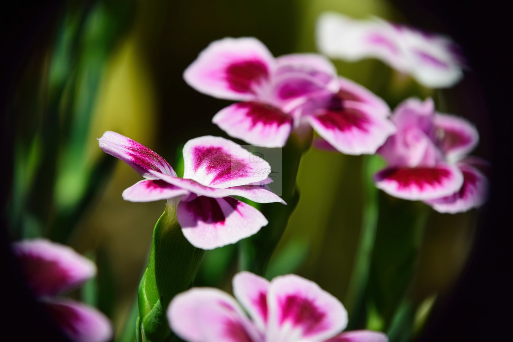 Makro - floral (17) | Buche Fotoshootings und entdecke hochwertige Fotoprodukte bei Mathias Ku Photos. Personalisiert, kreativ & mit Liebe zum Detail. Jetzt informieren! - Realisiert mit Pictrs.com