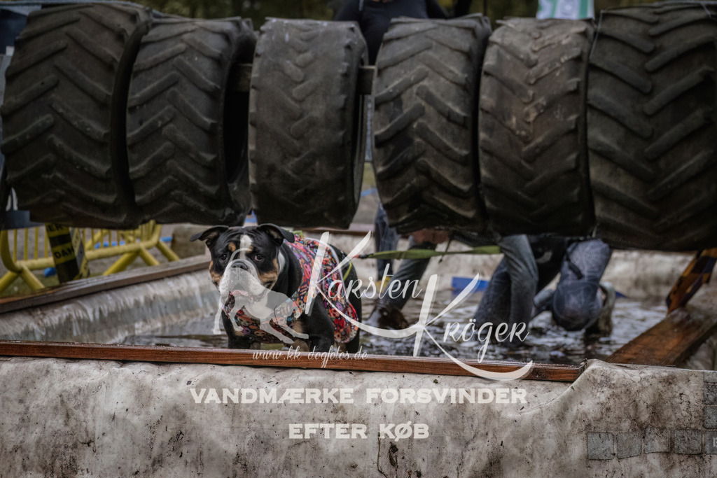 1629_ZZ93531 | kk-dogfotos