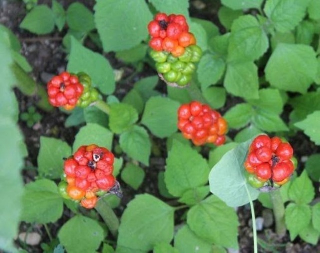 aronstabfrucht | Verkauf von Fotos und  Videoclips zumThema Natur.Motive sind Pflanzen, Tiere, Landschaftenund Wetter - Realisiert mit Pictrs.com