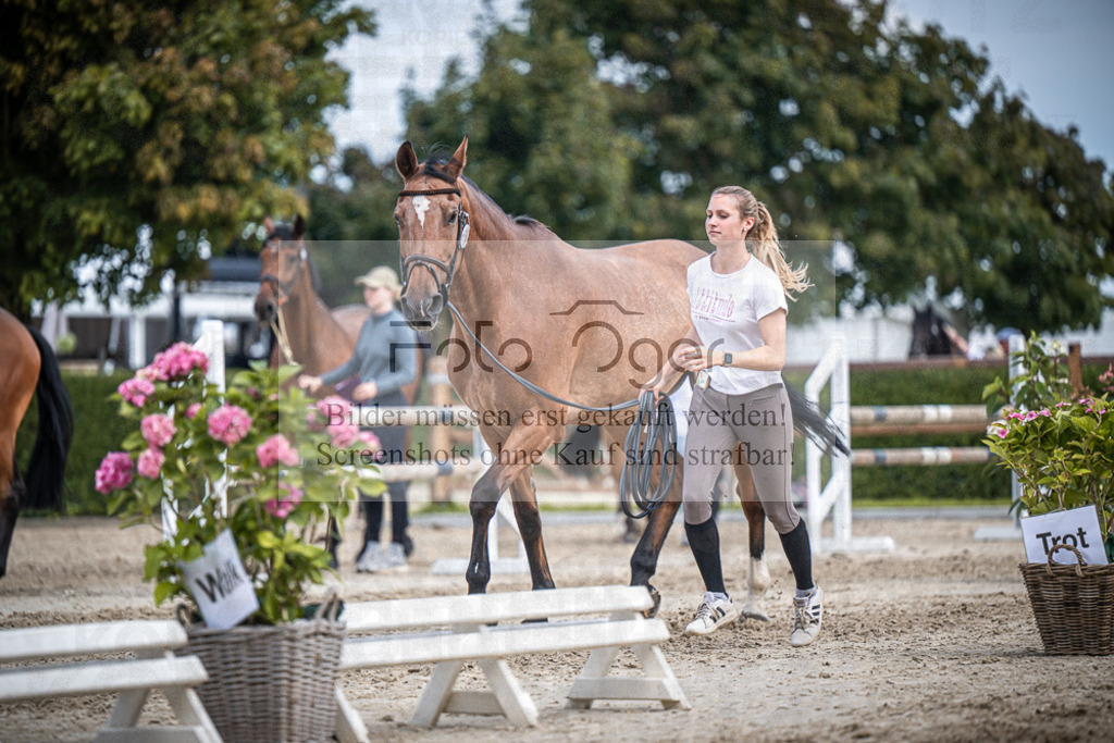 DOS_2124 | Entdecke hochwertige Reitturnierfotos von Foto Oger. Professionell, emotional und authentisch – jetzt Lieblingsmomente im Shop bestellen.Deutschlandweite Turnierfotografie. - Realisiert mit Pictrs.com