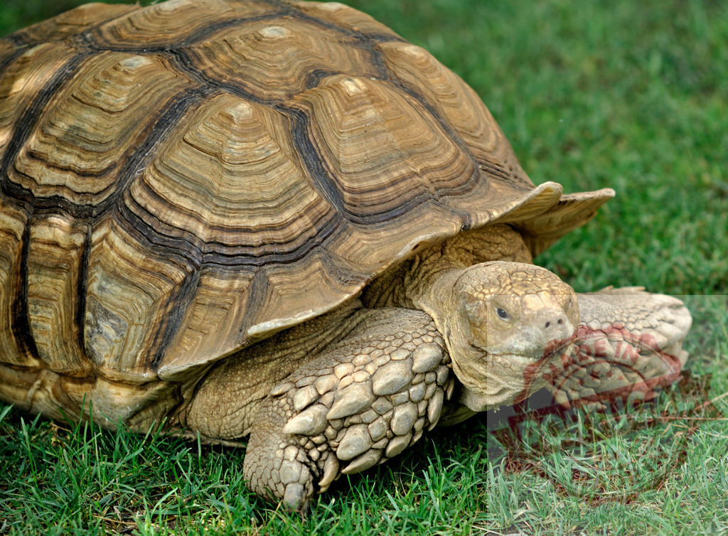 African spurred tortoise walking on green grass in a sunny day | Close-up of an African spurred tortoise enjoying a sunny day on a patch of vibrant green grass - Realized with Pictrs.com
