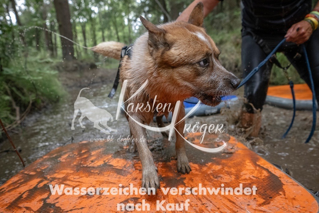 0854_ZZ99955T | kk-dogfotos