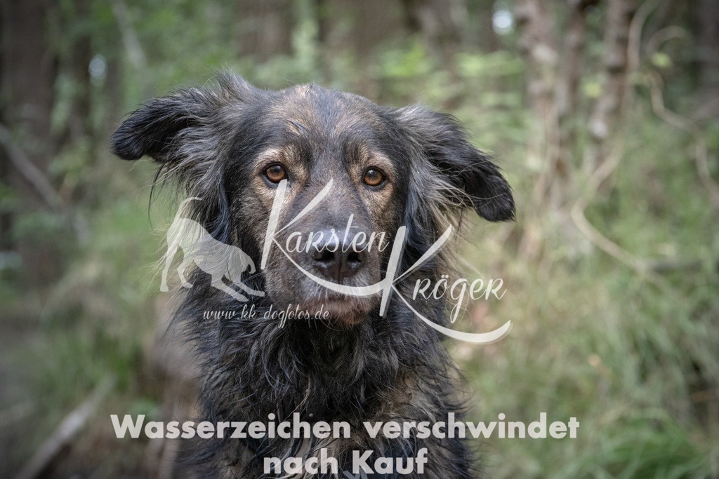 1244_ZZ90582T | kk-dogfotos