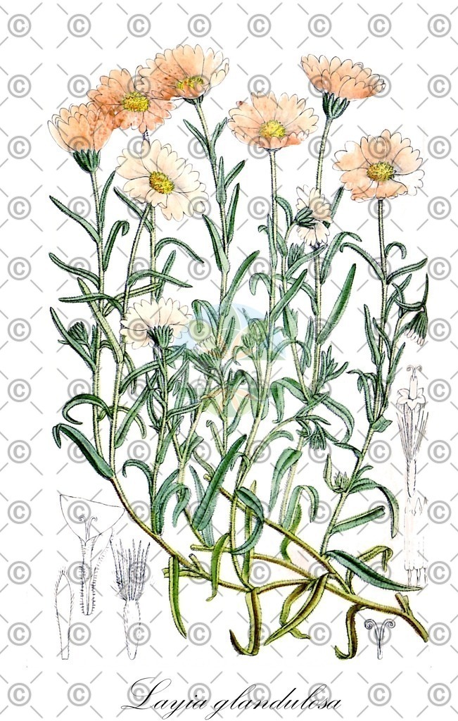 HistAbb_wfo-1000030313_2_ENZY_Simple | Historische Abbildung von Layia glandulosa - Asteraceae | Historical Illustration of Layia glandulosa - Asteraceae