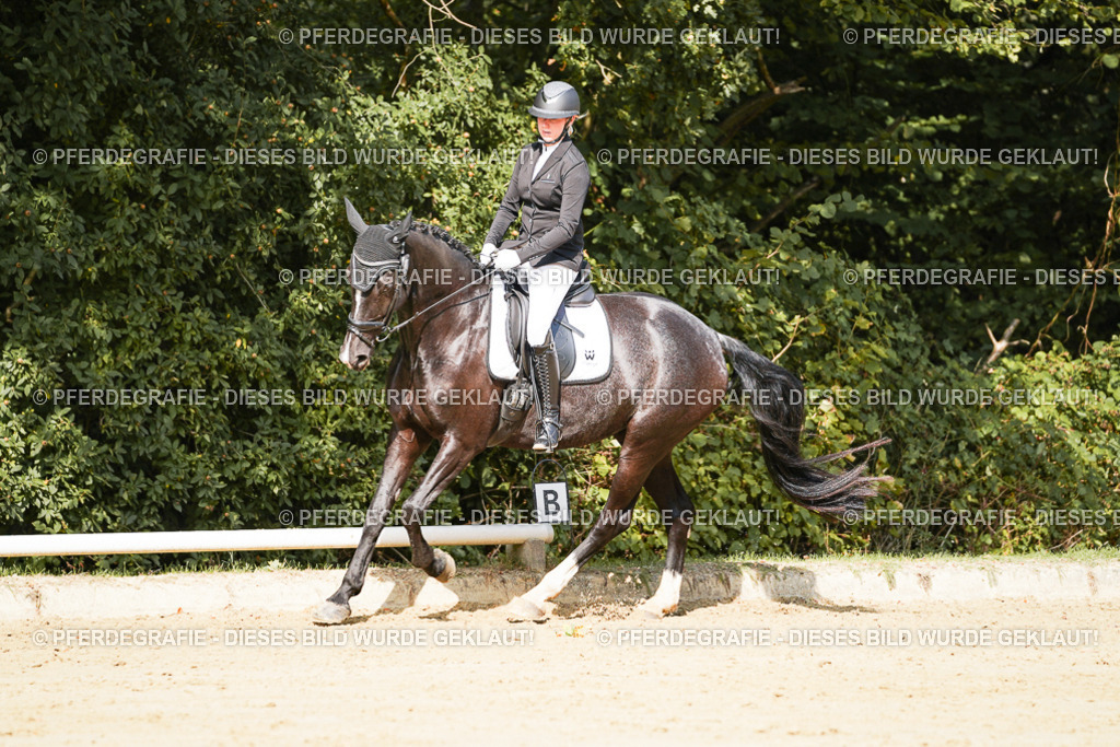 DSC02375 | Pferdegrafie