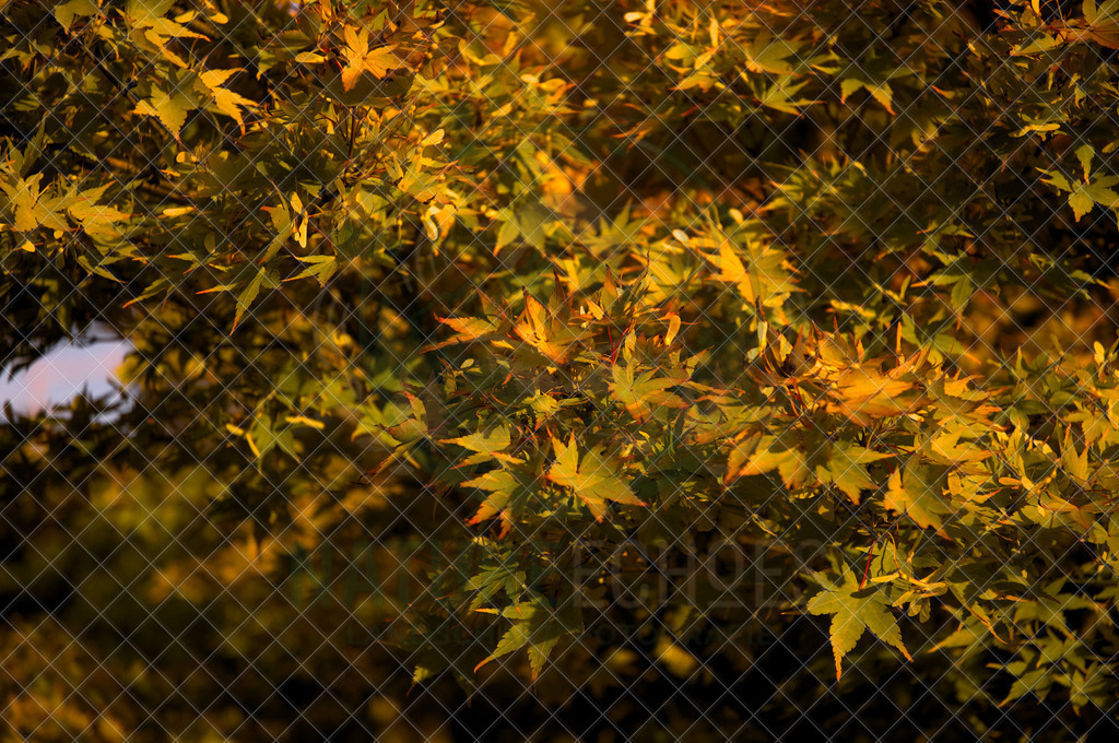 Autumns Awakening | Wir bieten diverse Fotodrucke und Produkte entweder bereits vorgefertigter und selbstgeschossener Motive, sowie auch die Möglichkeit eigene Motive auf diverse Foto- und Wandbildartikel zu drucken. Eigene Uploads finden Sie im Warenkorb oder am unteren End - Realisiert mit Pictrs.com